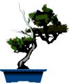 LIKE BONSAI KEMPO TOO IS ALIVE AND MUST BE TRAINED