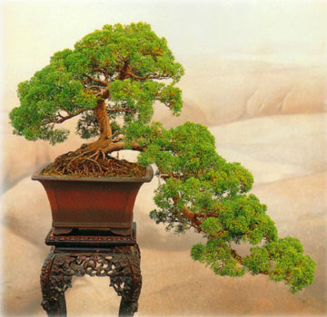 Juniper Bonsai